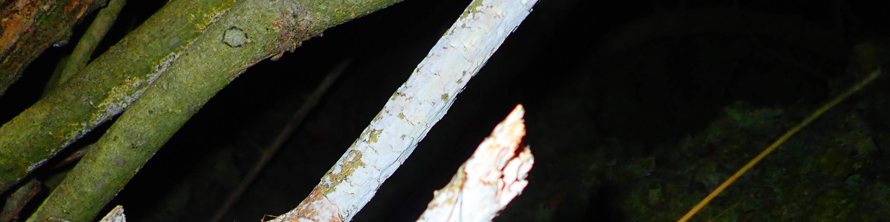 [Miyako-jima/Malam] Lawatan Malam Bintang & Hutan Rimba